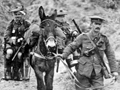 Wounded soldiers