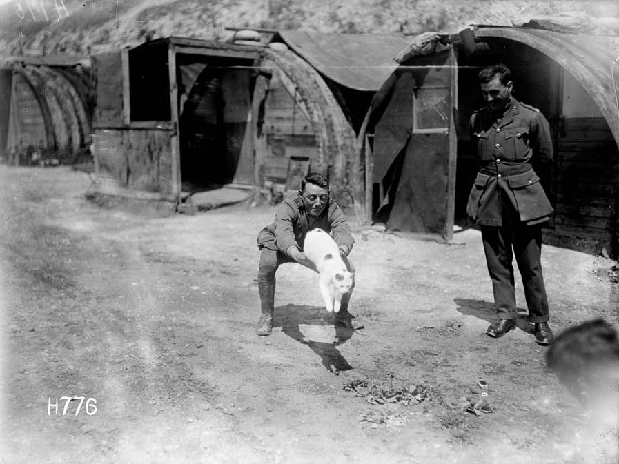 New Zealand Tunnellers' mascot, Snowy the cat