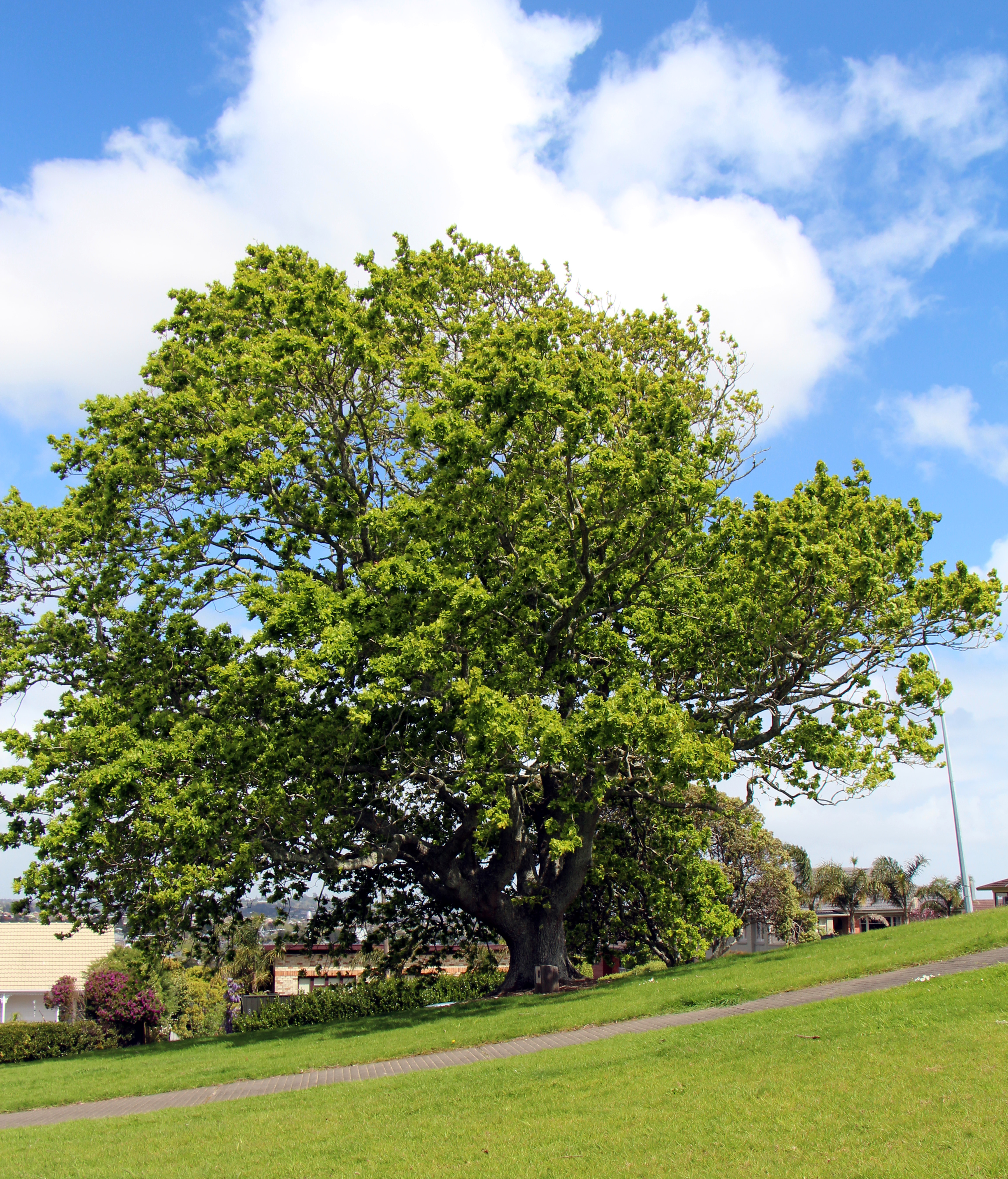 Reginald Judson memorial oak