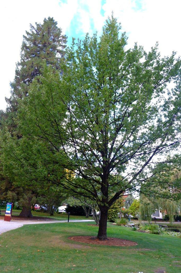 Queenstown memorial oak