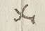 Signature of Te Ngere