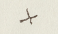 Signature of Kiwikiwi