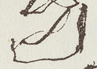 Signature of Te Kahakaha
