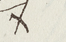 Signature of Pāpāhia