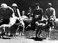 Dogs on Quail Island