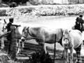 Ponies on Quail Island