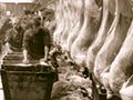 Processing sheep carcasses