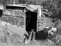 Korean War 'hutchies'