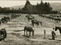 Upper Hutt horse remount depot