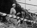 The Queen in Greymouth, 1954