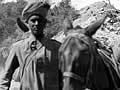 Sikh solider with mule on Gallipoli