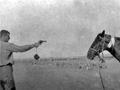 Shooting wounded horse
