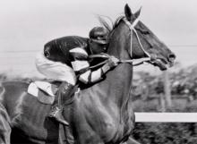 Phar Lap at Flemington Racecourse, Melbourne, c. 1930