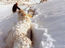 Sheep struggling in snow on Sawdon Station, Lake Tekapo, 1992