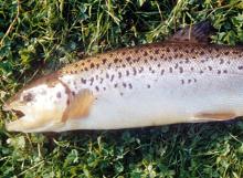 Atlantic salmon