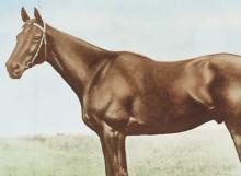 Phar Lap portrait, 1931