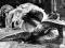 Humpback whale being processed, 1953