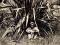Flax worker from the New Hebrides