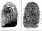 The fingerprint evidence that convicted Dennis Gunn