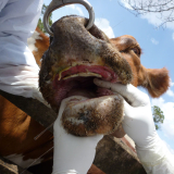 Foot-and-mouth disease