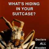 Timber quarantine