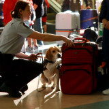 X-rays and detector dogs