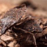 Brown marmorated stink bug
