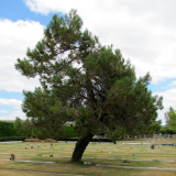 Crooked pine tree in the middle of grass lawn with lines of grave plaques