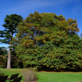 Ashburton gardens victory oak