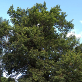 Ashburton peace oak