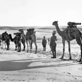 Camel artillery on the march