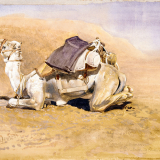 Camel in full marching order
