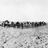 Camels carrying wounded 