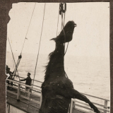 Dead horse lowered overboard