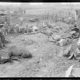 Horses killed in bombing raid