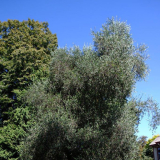 Deans Bush memorial olive tree