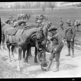 Feeding horses in France