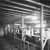 Inhalation chamber during the 1918 influenza pandemic