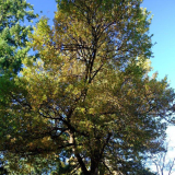 Geraldine Domain memorial oak
