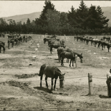 Upper Hutt remount depot