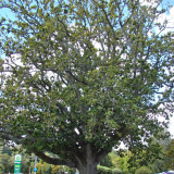 Hattaway Memorial Oak