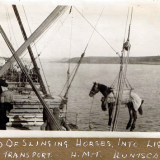 CMR troops on Gallipoli, 1918-19