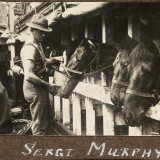 Horses stabled on transport ship
