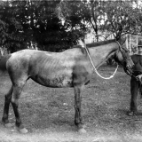 Diseased horses in Samoa