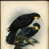 Buller's birds