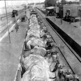 Transporting camels on a train