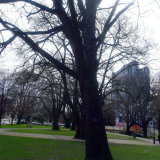 Christchurch memorial oak