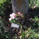 Nurse Isabel Clark memorial