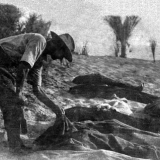 Burying Australian dead after Romani