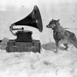 Husky with gramophone in Antarctica